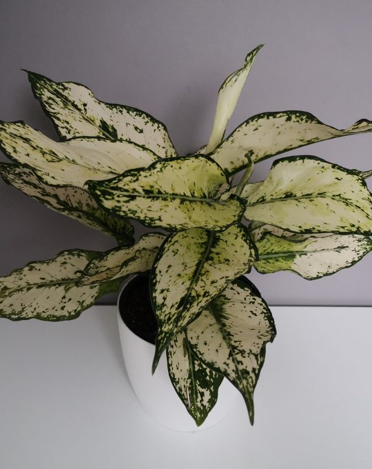 Aglaonema 'Super White' | Lavander